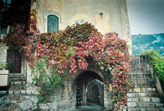 Autumn Shrubs